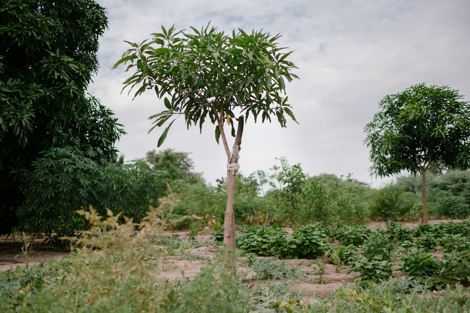 Senegal-Ecosia-Forest-Garden-Agroforestry-trees-climate-change--57-of-103-