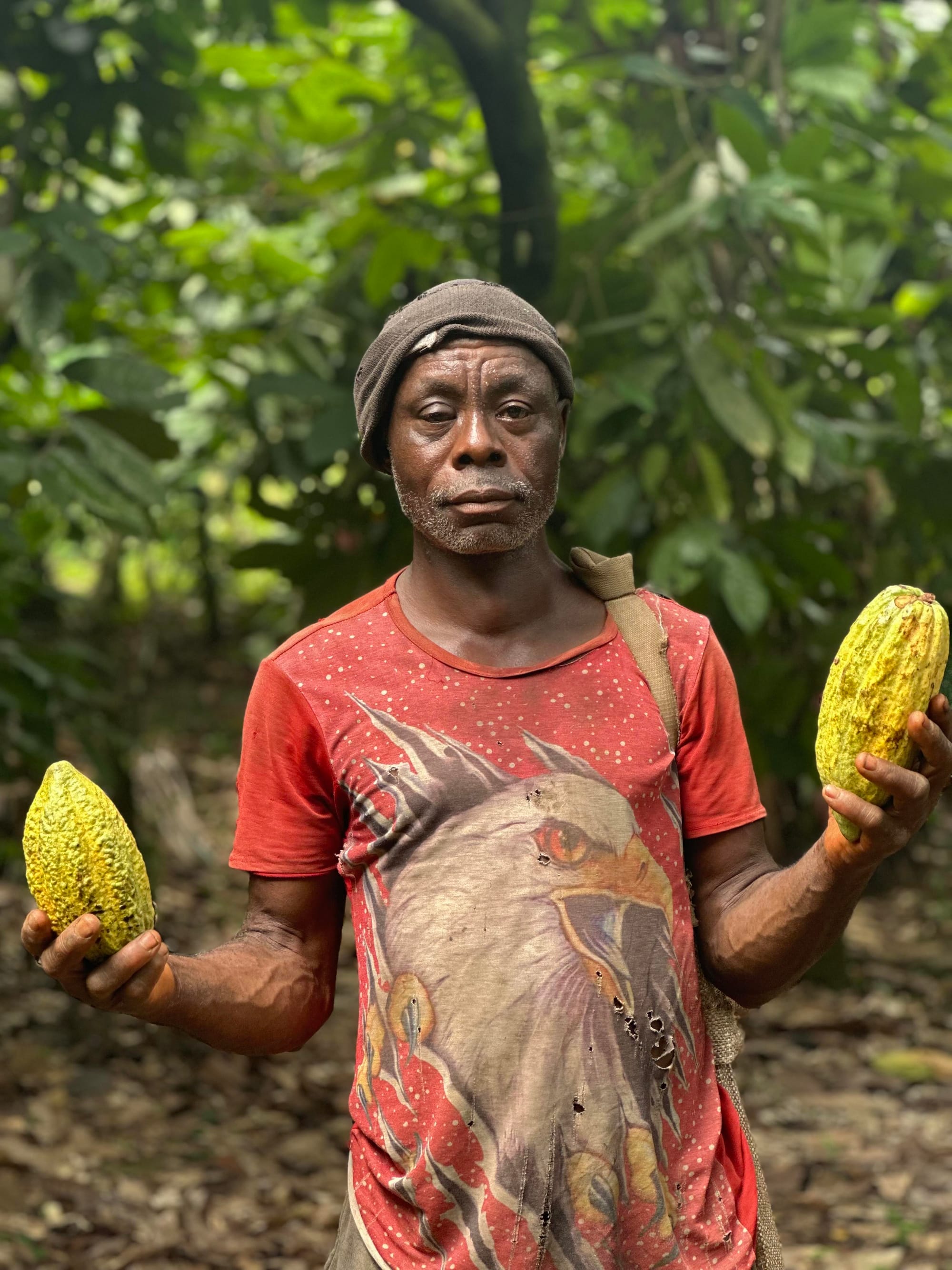 Nachhaltig Schokolade anbauen: unsere Bäume in Togo