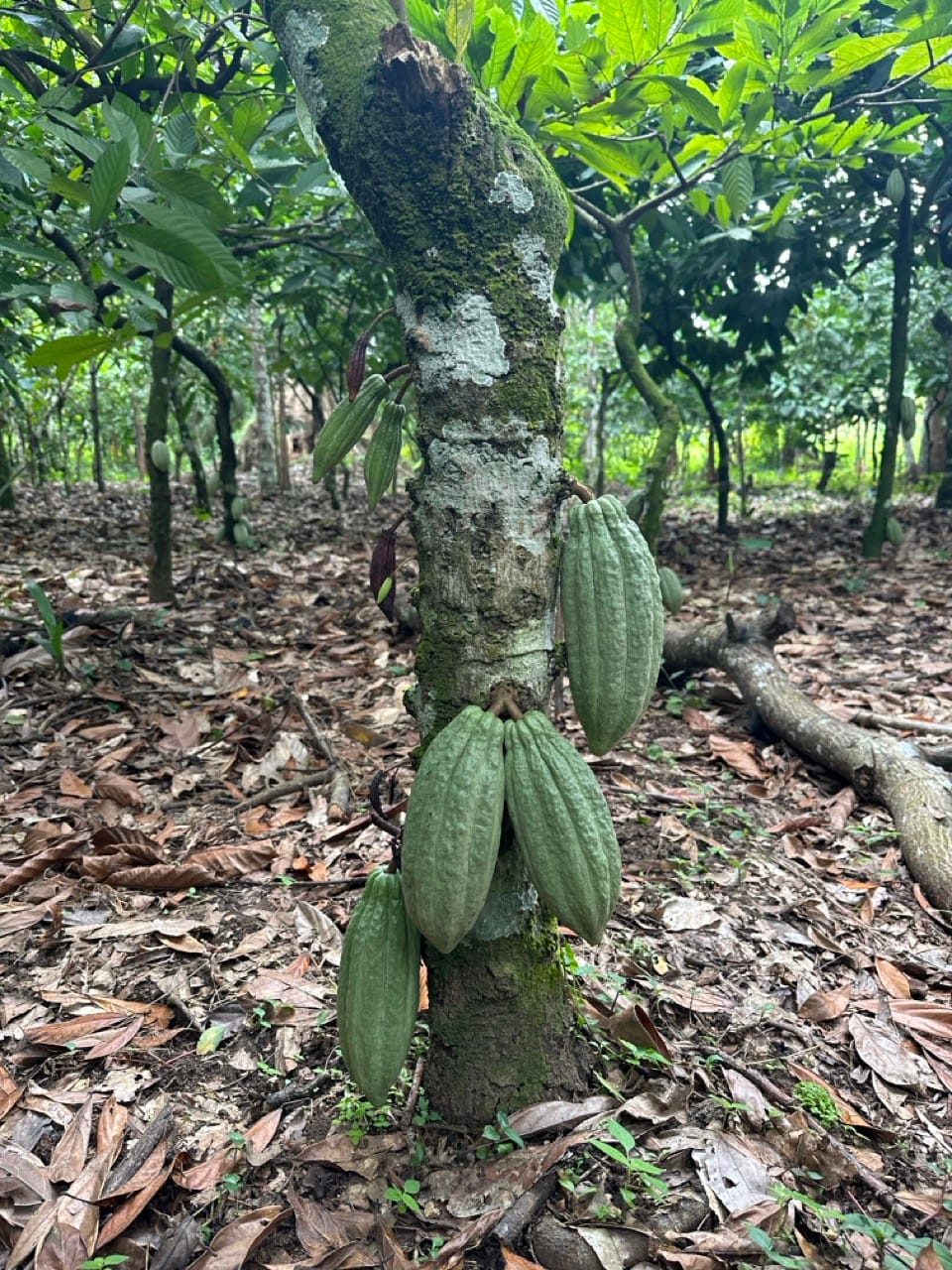 Nachhaltig Schokolade anbauen: unsere Bäume in Togo