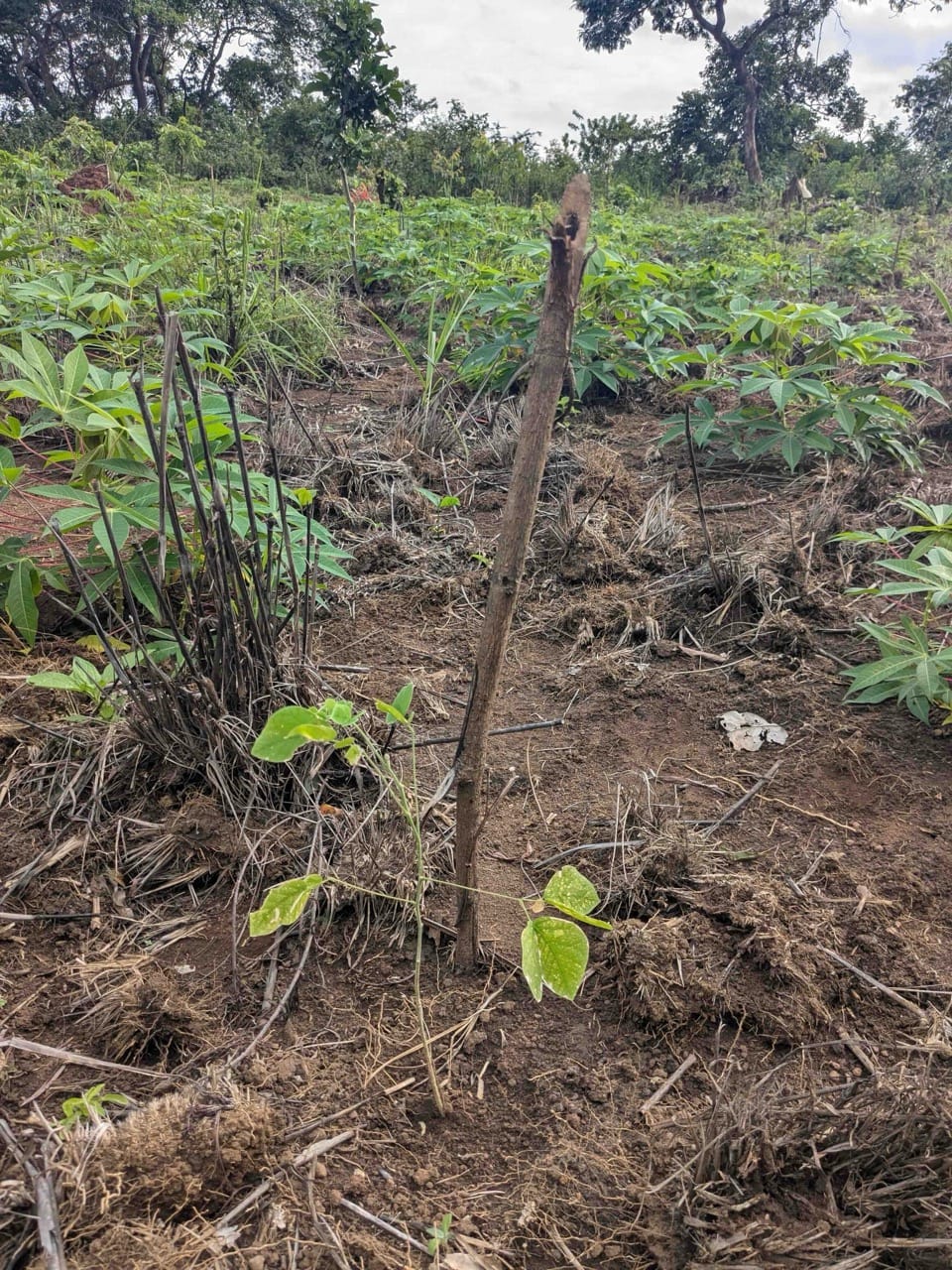Nachhaltig Schokolade anbauen: unsere Bäume in Togo