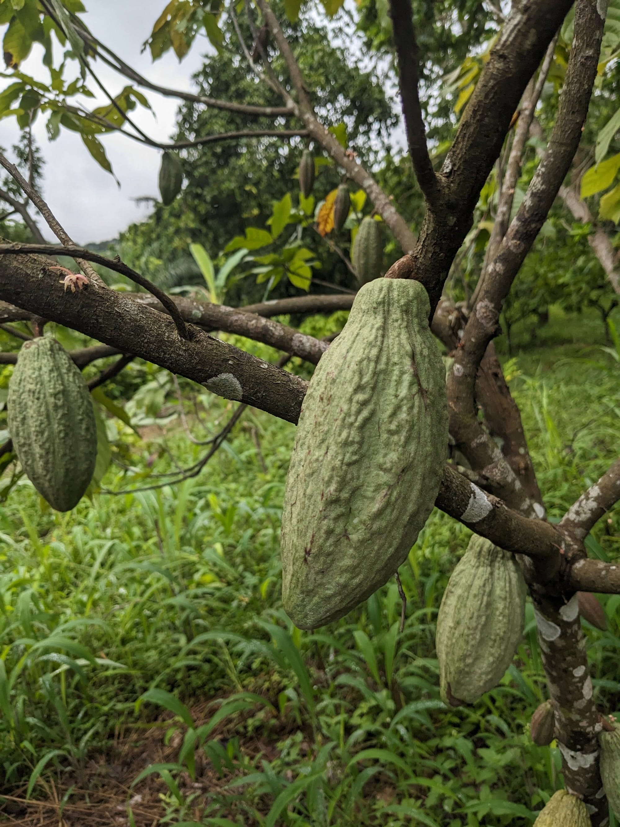 Nachhaltig Schokolade anbauen: unsere Bäume in Togo