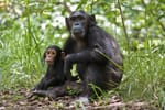 Jane Goodalls Tansania-Projekt wurde aufgrund von USAID-Kürzungen die Finanzierung gestrichen – wir haben 100.000 Dollar zugesichert