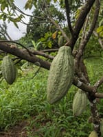 Nachhaltig Schokolade anbauen: unsere Bäume in Togo