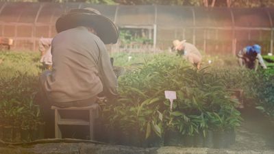 Wie Ecosia Nutzer die Unternehmenswelt auf den Kopf stellen