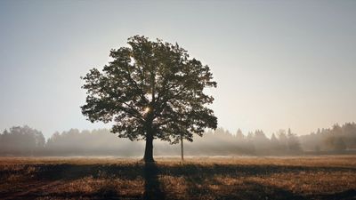 Herbstputz: Forestle, Znout und Treely deaktiviert
