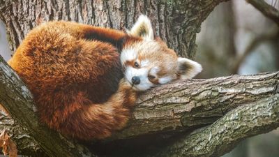 Firefox empfiehlt Ecosia!