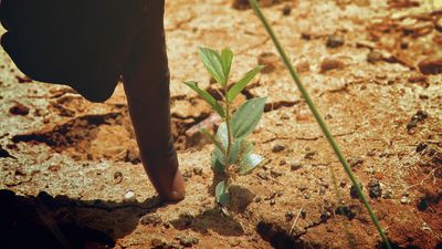 Wir präsentieren: eure ersten Bäume in Burkina Faso!