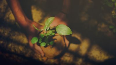 Wir haben bereits 2 Millionen Bäume gepflanzt!
