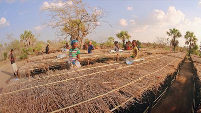 Ab sofort pflanzt ihr mit Ecosia auch Bäume in Madagaskar und Peru