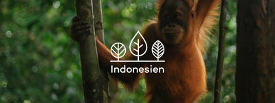 Eure Bäume in Indonesien
