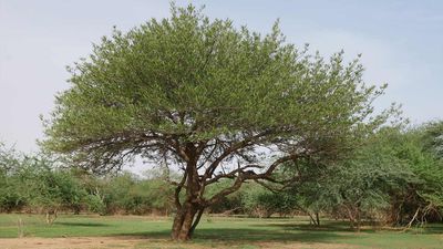 Wie Acacia Senegal Bäume das Leben und die Rolle der Frauen eines Dorfes im Sudan veränderten