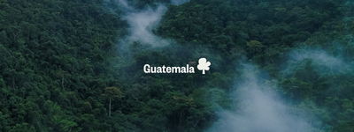Eure Bäume in Guatemala