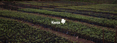 Eure Bäume in Kenia