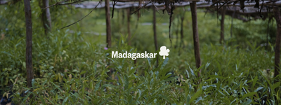Eure Bäume in Madagaskar
