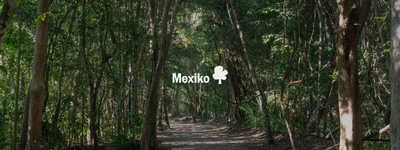 Eure Bäume in Mexiko