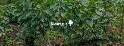 Eure Bäume in Nicaragua