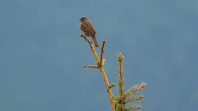 Beobachten und Schützen: Mit NABU|naturgucker Ökosysteme verstehen