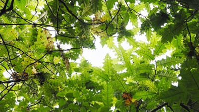 Dieser Wald wirkt gesund … bis man genauer hinsieht